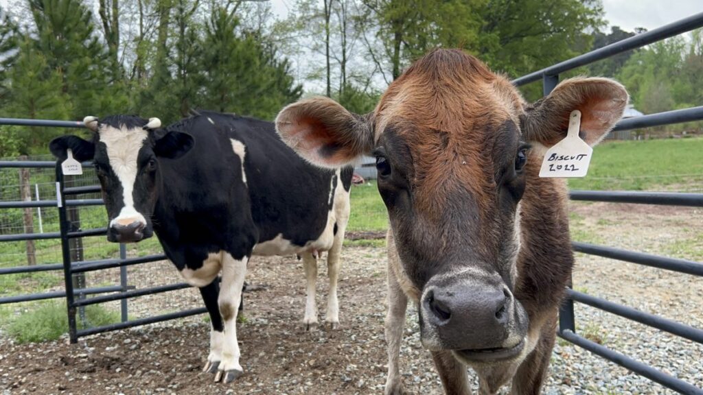 Two cows.